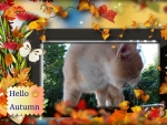Hello Autumn