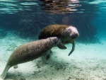 Manatee