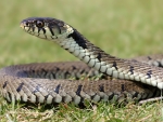 Grass Snake