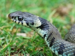 Grass Snake
