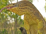 Yellow Spotted Monitor