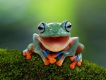Javan Tree Frog