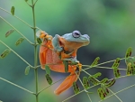 Javan Tree Frog