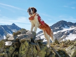 The Swiss Hero....The Saint Bernard