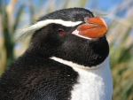 Snares Penguin