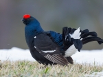 Black Grouse