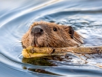 Euroasian Beaver