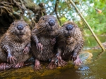 Euroasian Beavers