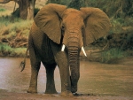 African Elephant