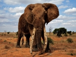 African Elephant