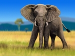 African Elephant