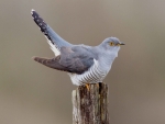 Common Cuckoo