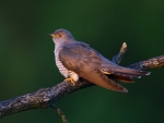 Common Cuckoo