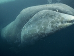Bowhead Whale