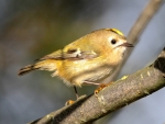 Goldcrest Finch