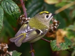 Goldcrest Finch