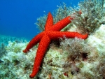 Red Sea Star