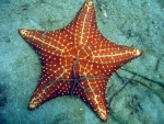 Red Sea Star