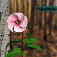 Flower, pink flower, nature