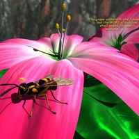 Flower, pink flower, nature