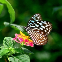 Flower, natural flower, nature, butterfly