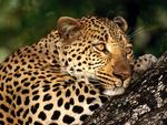 Male leopard