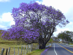 Jacaranda tree