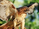 Red Tail Hawk