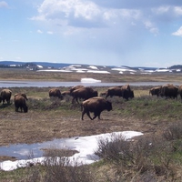 Herd of Buffalo