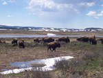 Herd of Buffalo