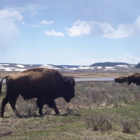 Buffalo