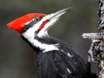 Pileated Woodepecker