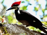Pileated Woodpecker