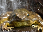 Goliath Frog