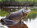 Goliath Frog