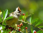 Tiawan Yuhina