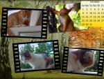 Collage of sweet cats