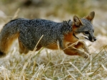 Island Fox