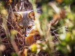 Island Fox