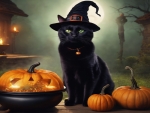 Halloween Cat's