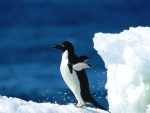 Adelie Penguin
