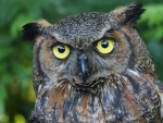 Great Horned Owl