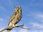 Great Horned Owl