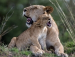 â–  Lioness with her Cub â–