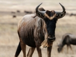 Wildebeast
