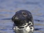 Grey Seal