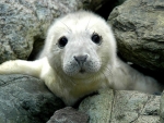 Grey Seal Pup