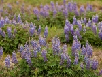 Lupines