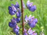 Lupines