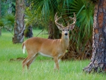 White Tail Deer